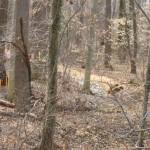 2ArlHouseWoods